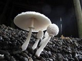 Leucocoprinus cretaceus image