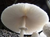 Leucocoprinus cretaceus image