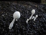 Leucocoprinus cretaceus image