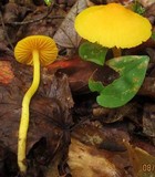 Humidicutis marginata var. concolor image