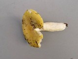 Russula ochroleucoides image