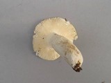 Russula ochroleucoides image