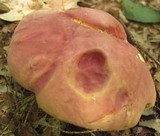 Boletus pallidoroseus image