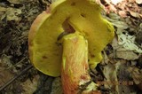 Boletus pallidoroseus image