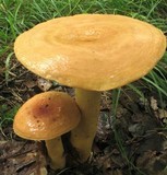 Lactarius volemus image