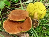 Aureoboletus innixus image