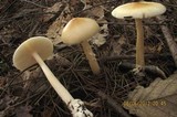 Amanita sect. Vaginatae image