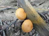 Gymnopilus penetrans image