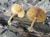 Gymnopilus penetrans image