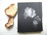 Gymnopus luxurians image