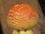 Amanita persicina image