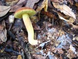 Boletus subglabripes image