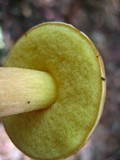 Boletus subglabripes image
