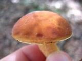 Boletus subglabripes image