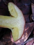 Boletus subglabripes image