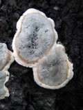Kretzschmaria deusta image