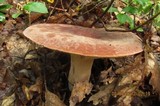 Lactarius corrugis image