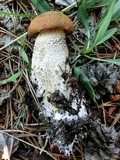 Leccinum discolor image