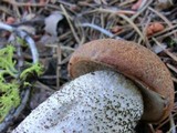 Leccinum discolor image