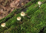 Mycena subcaerulea image