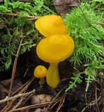 Humidicutis marginata image