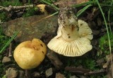 Russula earlei image