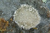 Aspicilia cuprea image