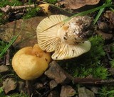 Russula earlei image