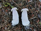 Leccinum discolor image