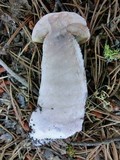 Leccinum discolor image