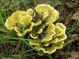 Thelephora vialis image