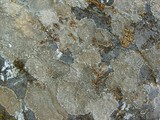 Aspicilia cuprea image
