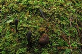 Elaphocordyceps ophioglossoides image