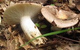 Russula variata image