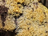 Fuligo septica image