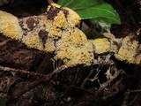 Fuligo septica image