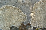 Aspicilia confusa image