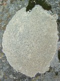 Aspicilia cuprea image