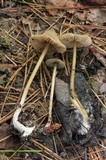 Nolanea conica image