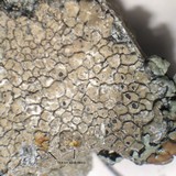 Aspicilia cuprea image
