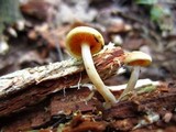 Gymnopilus sapineus image