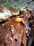 Gymnopilus sapineus image