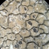 Aspicilia cuprea image