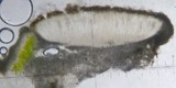 Aspicilia cuprea image