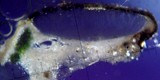 Aspicilia cuprea image