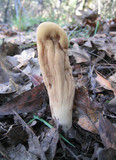 Clavariadelphus occidentalis image