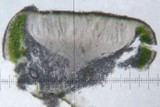 Aspicilia confusa image