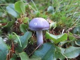 Cortinarius iodes image
