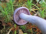 Cortinarius iodes image