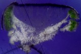 Aspicilia confusa image